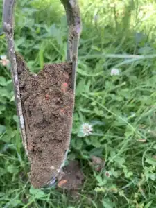 ETUDE DE SOL G2AVP BATIMENT Haute-Garonne 31 Sondage à la tarière à Cintegabelle pour reconnaître les sols au droit du projet de bâtiment.